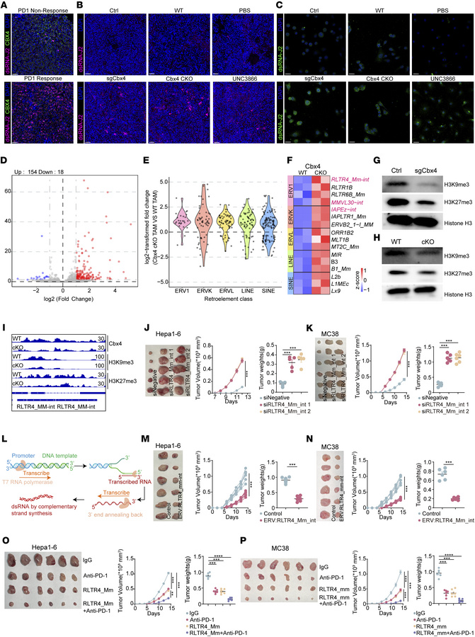 Deletion of CBX4 derepresses endogenous retroelements.
(A) Representativ...