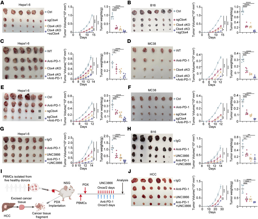 Targeting CBX4 strengthens the anti–PD-1 antitumor response.
(A) Hepa1-6...
