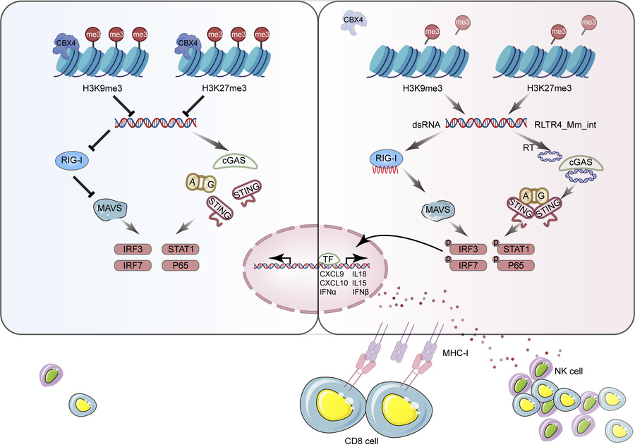 graphical abstract