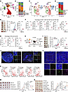 Loss of CBX4 in tumor cells augments CD8+ T cell and NK cell antitumor immu