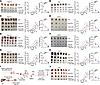 Targeting CBX4 strengthens the anti–PD-1 antitumor response.
