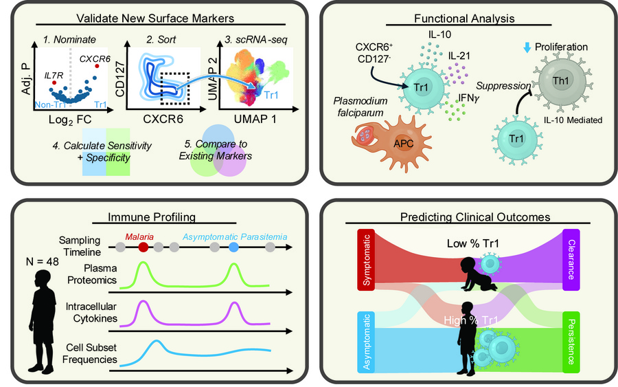 graphical abstract