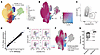 Validation of CXCR6+ CD127– as a gating strategy to enrich for Tr1 cells.