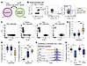 Suppression of CD4+ T cell proliferation by CXCR6+ CD127– Tr1 cells of chil