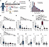 Cytokine production by memory CD4+ T cell subsets following stimulation.