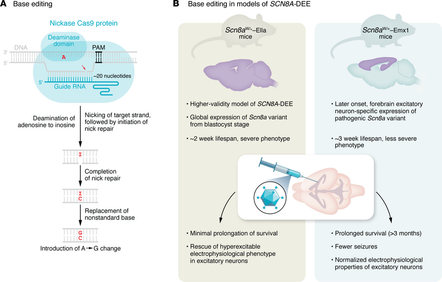 CRISPR/Cas9 base editing in a mouse model of SCN8A-related seizure disor...