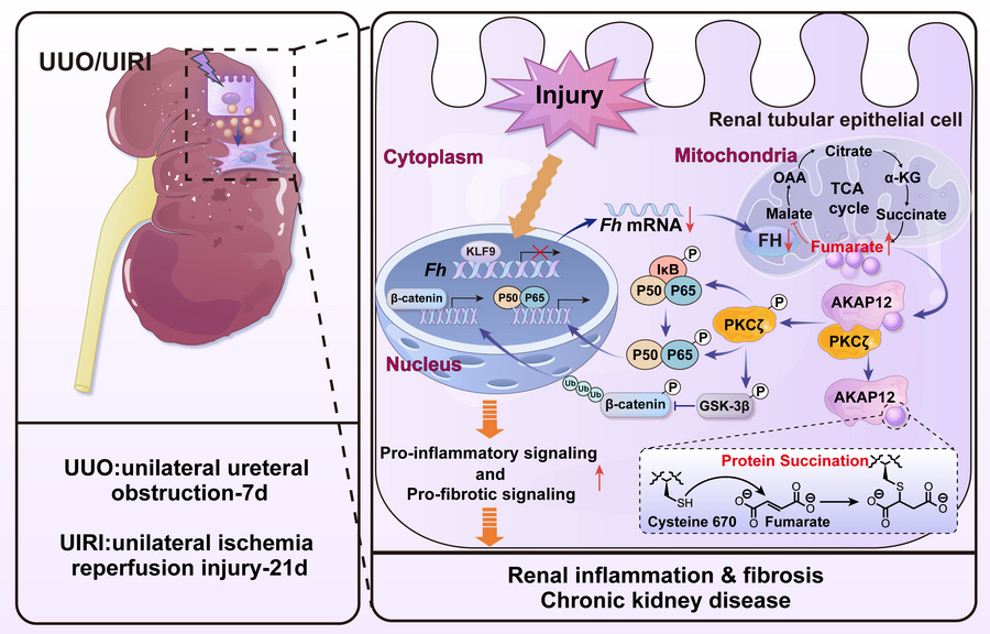 graphical abstract