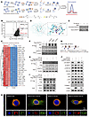 Fumarate promotes renal inflammation and fibrosis through succination of AK