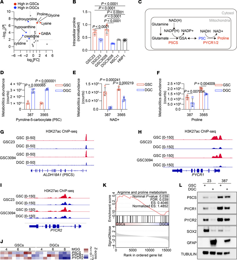 GSCs upregulate proline biosynthesis and proline-related genes.
(A) Summ...