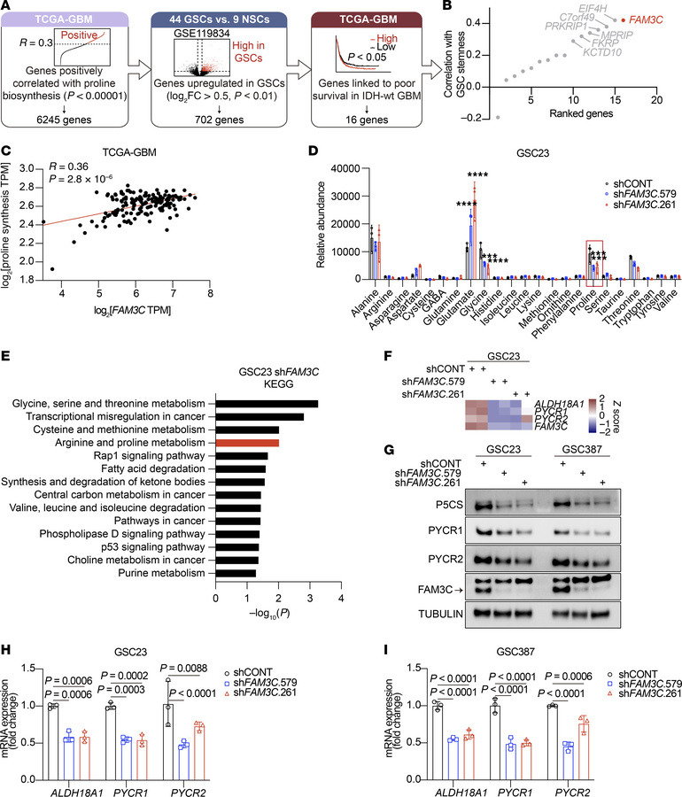FAM3C regulates proline biosynthesis in GSCs.
(A) Diagram depicting the ...