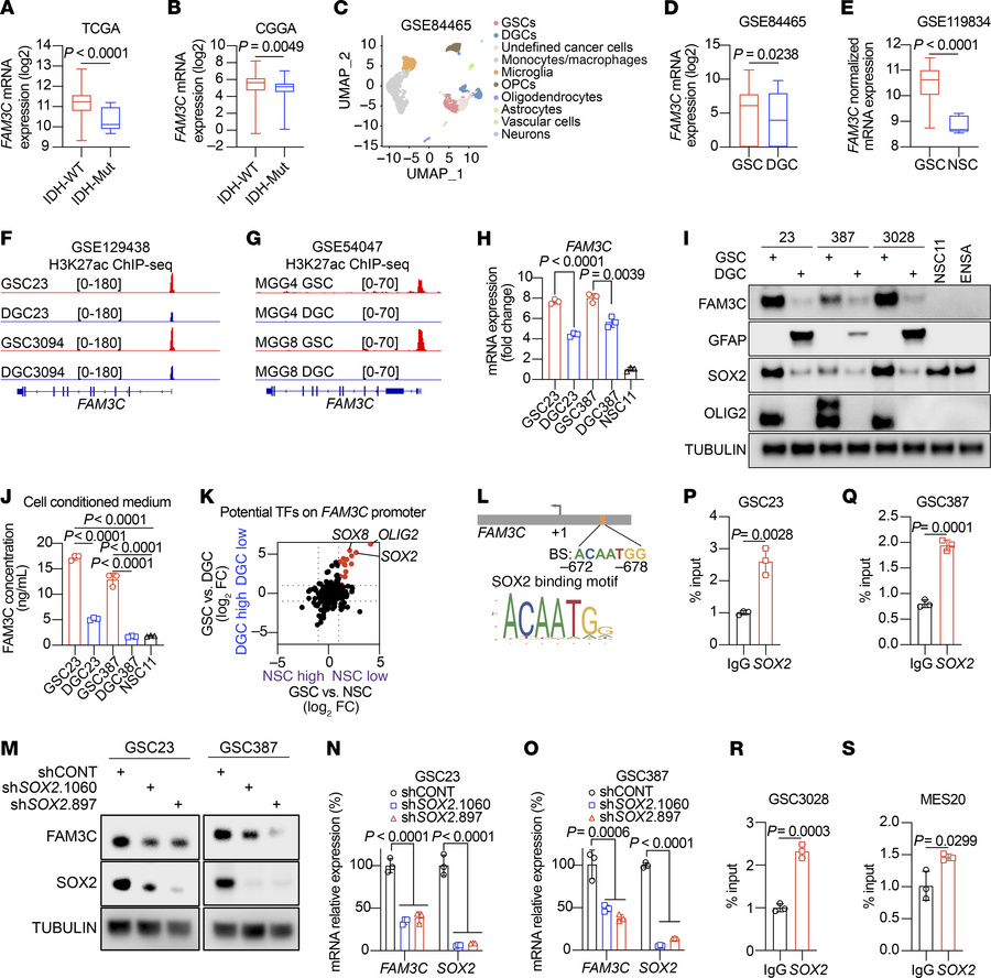 SOX2 drives FAM3C expression in GSCs.
(A and B) FAM3C expression in IDH-...