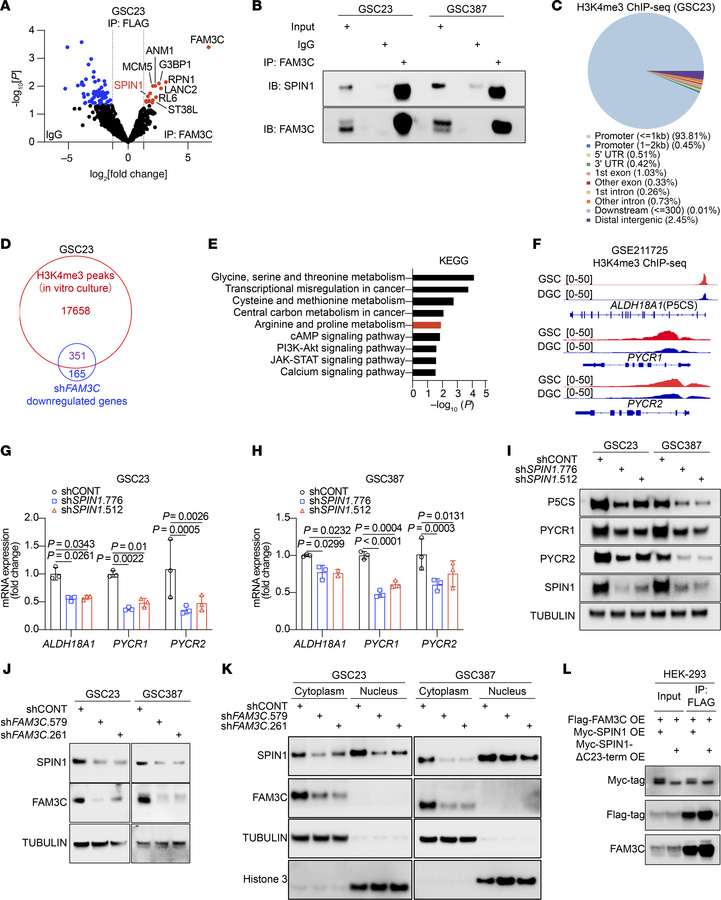 FAM3C interacts with SPIN1.
(A) Volcano plot showing proteins that inter...