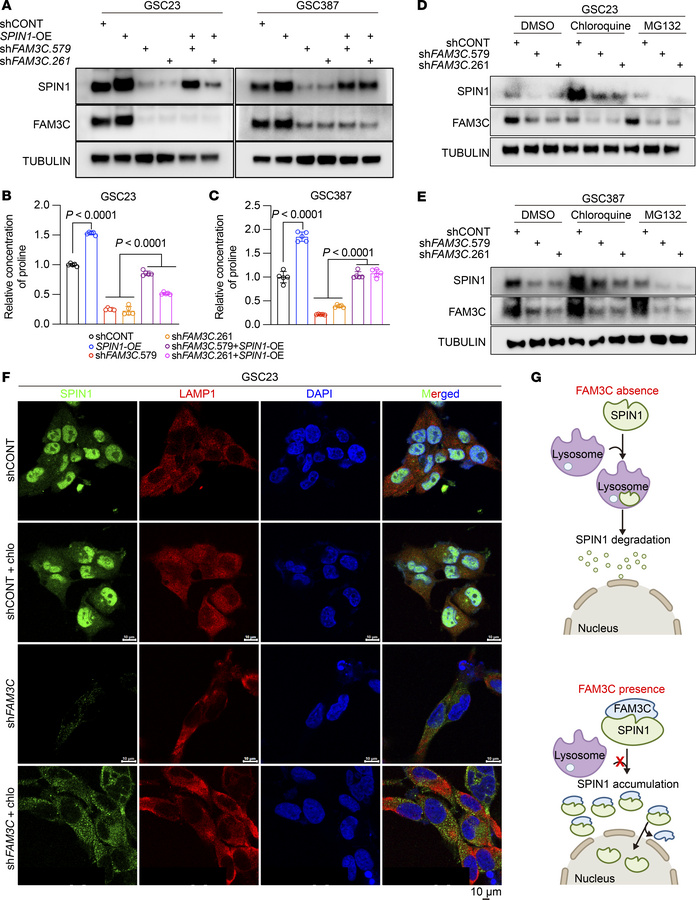 FAM3C regulates SPIN1 stability and nuclear translocation to fuel prolin...