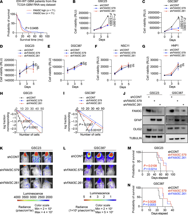 FAM3C promotes GSC proliferation and portends a poor prognosis.
(A) Kapl...