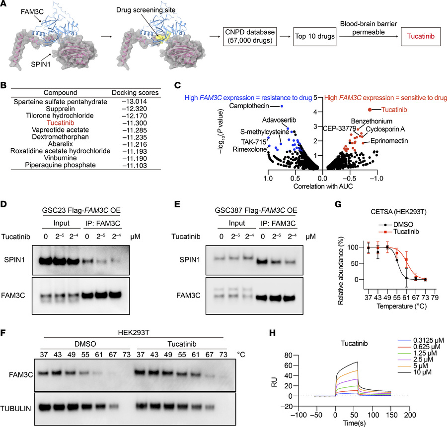 Tucatinib disrupts the interaction between FAM3C and SPIN1.
(A) Drug scr...