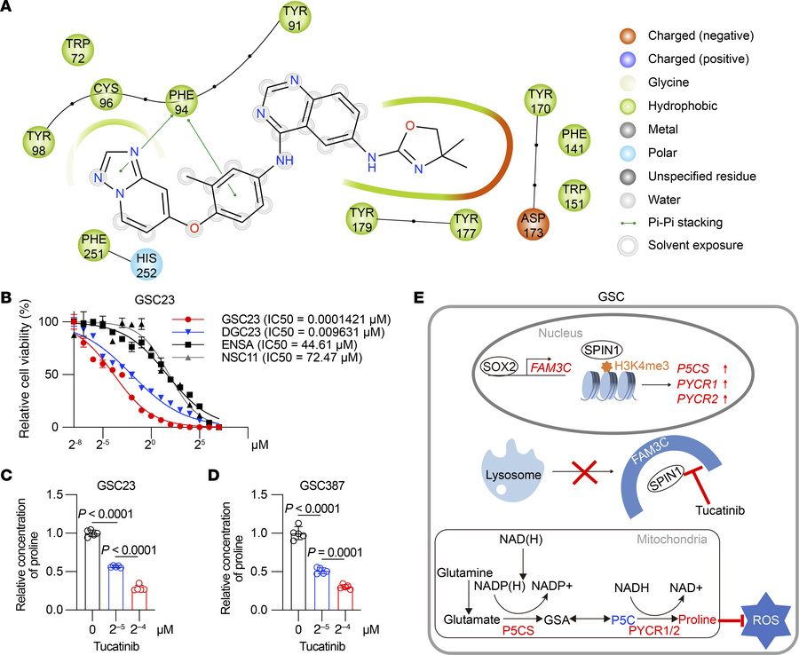 Tucatinib impairs proline biosynthesis and inhibits the proliferation of...
