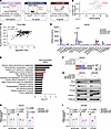 FAM3C regulates proline biosynthesis in GSCs.