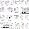 SOX2 drives FAM3C expression in GSCs.