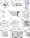 FAM3C interacts with SPIN1.