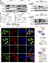 FAM3C regulates SPIN1 stability and nuclear translocation to fuel proline b