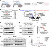 Tucatinib disrupts the interaction between FAM3C and SPIN1.