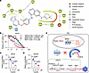 Tucatinib impairs proline biosynthesis and inhibits the proliferation of GS