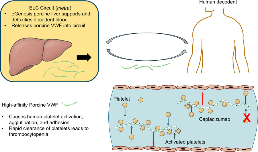 Mechanistic model of liver xenograft induction of thrombocytopenia.
Sche...