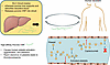 Mechanistic model of liver xenograft induction of thrombocytopenia.