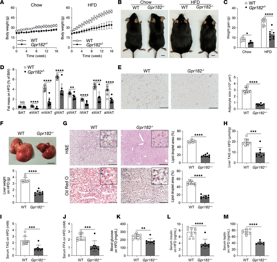 
Gpr182–/– mice are resistant to diet-induced obesity.
Seven-week-old ma...