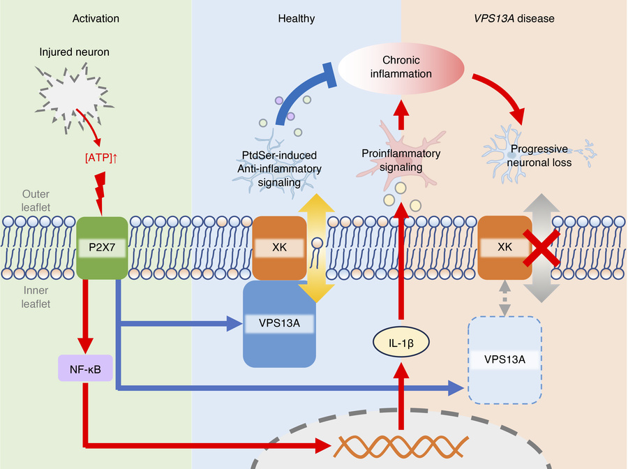 graphical abstract