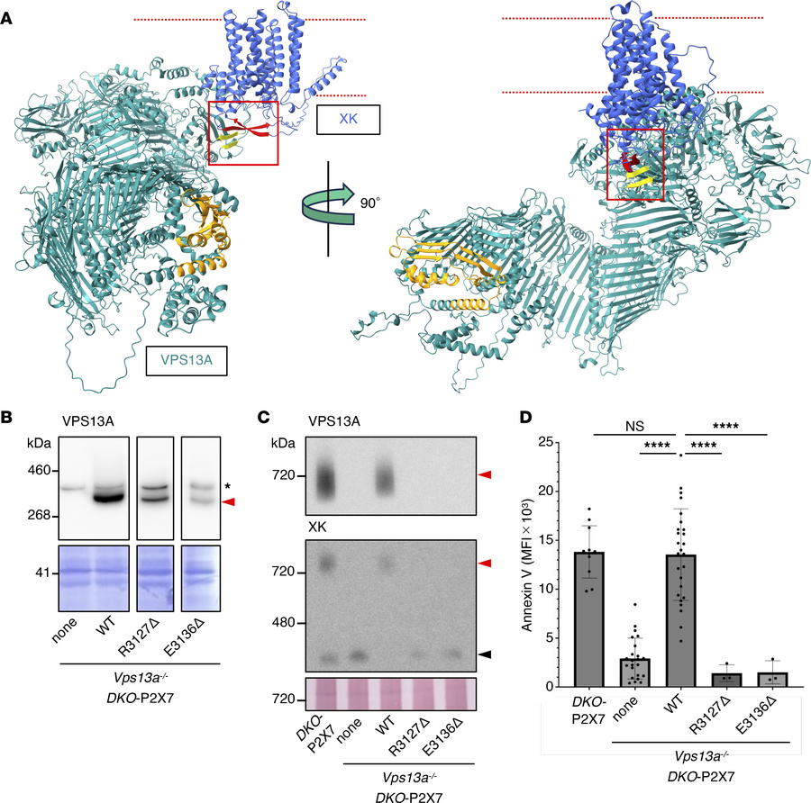 Requirement of the C-terminal domain of mouse VPS13A for ATP-induced Ptd...
