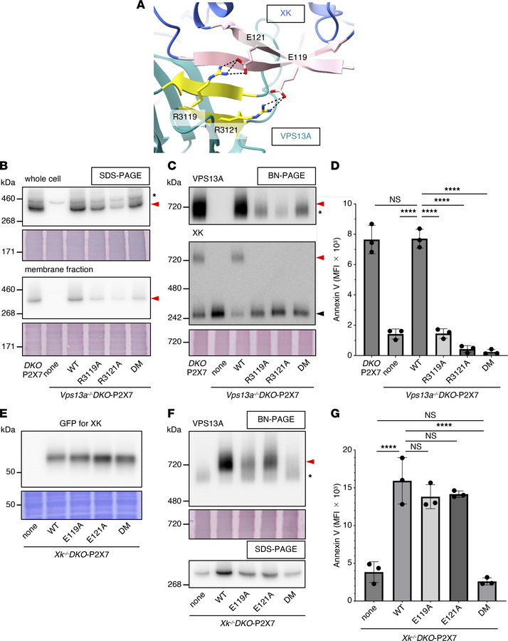 Interaction between mouse VPS13A and XK.
(A) The red boxed region in Fig...