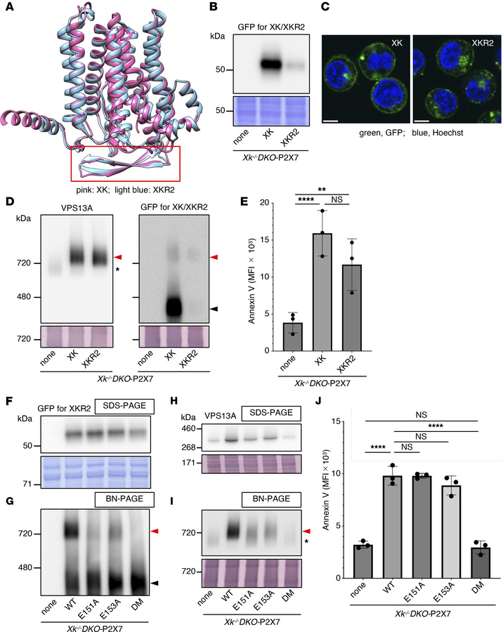 Interaction of mouse XKR2 with VPS13A and its ability to support ATP-ind...