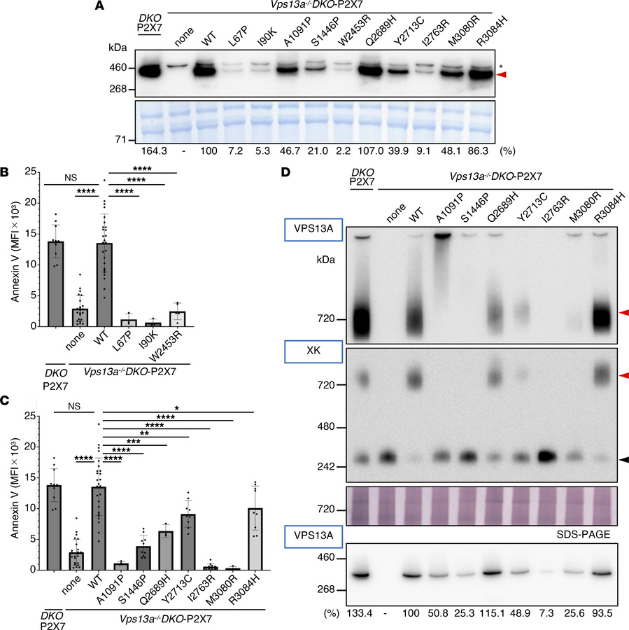Characterization of mouse VPS13A missense mutations.
(A) Stable expressi...