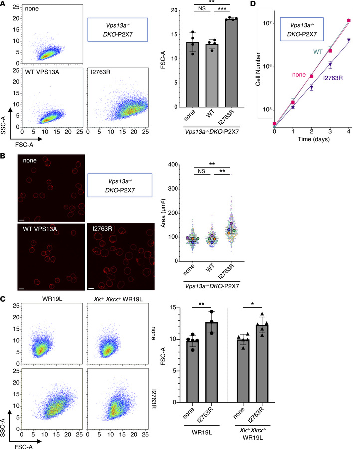 Characterization of the mouse VPS13A I2763R mutant.
(A) Flow cytometry a...