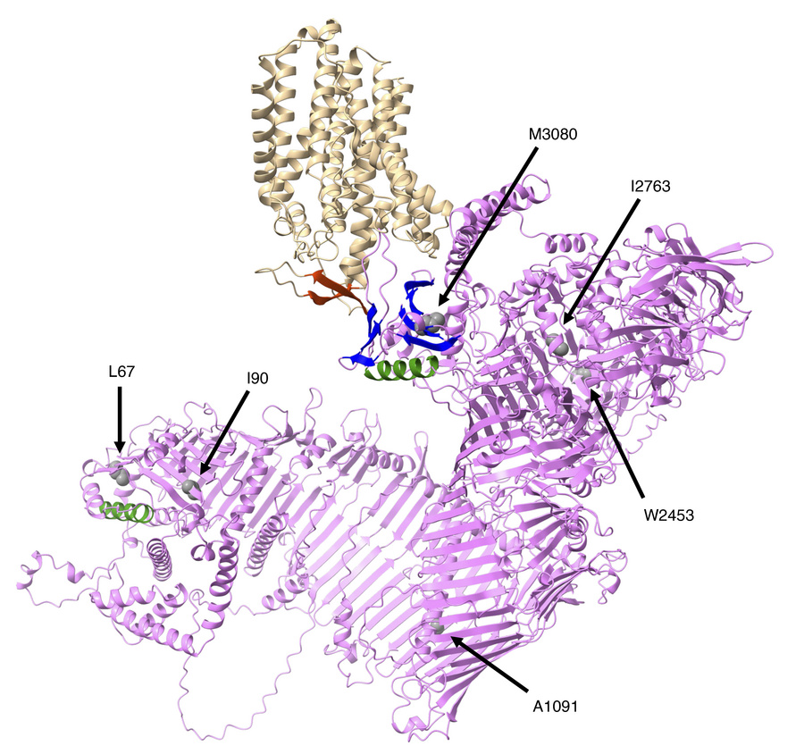 Pathological missense mutations in the mouse VPS13A.
The AlphaFold 3–pre...