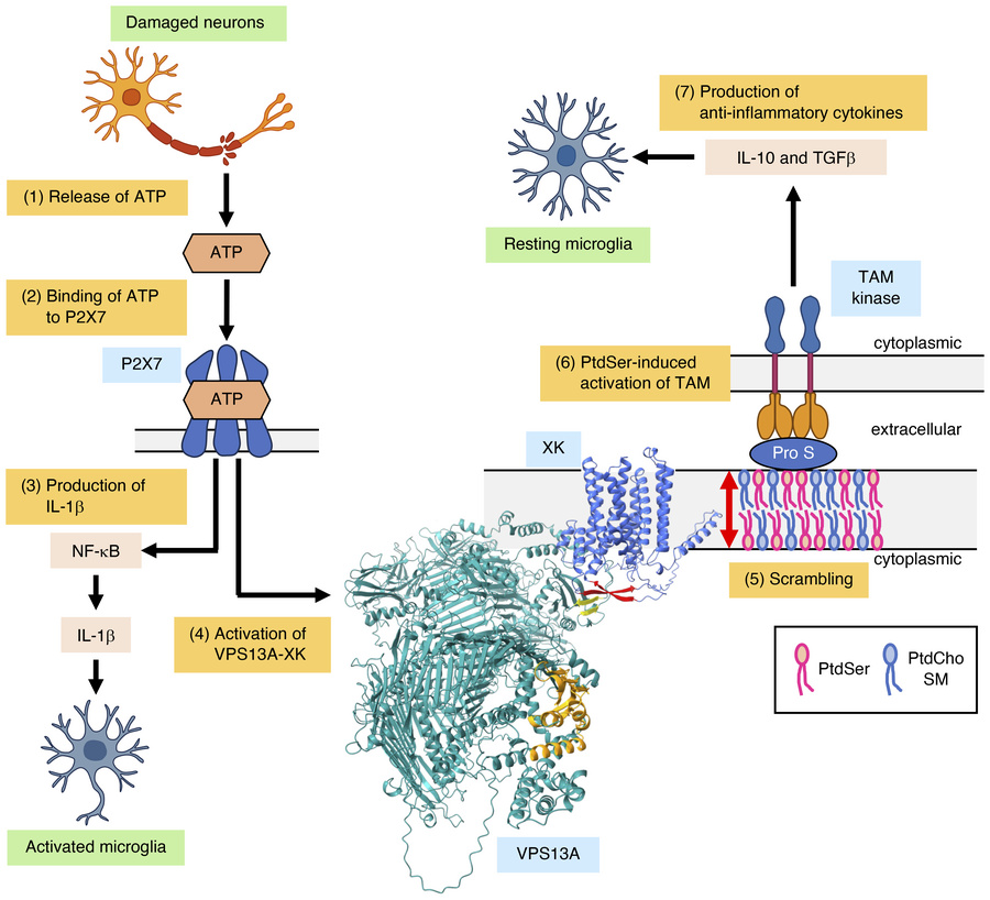 A model of the anti-inflammatory effect of PtdSer exposed by the VPS13A-...