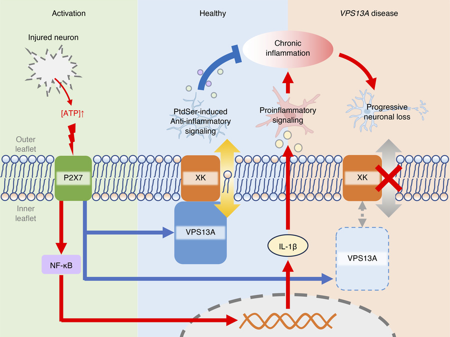 graphical abstract