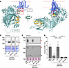 Requirement of the C-terminal domain of mouse VPS13A for ATP-induced PtdSer