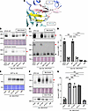 Interaction between mouse VPS13A and XK.