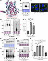 Interaction of mouse XKR2 with VPS13A and its ability to support ATP-induce
