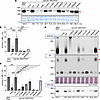 Characterization of mouse VPS13A missense mutations.