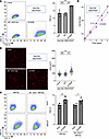 Characterization of the mouse VPS13A I2763R mutant.