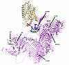 Pathological missense mutations in the mouse VPS13A.
