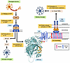 A model of the anti-inflammatory effect of PtdSer exposed by the VPS13A-XK