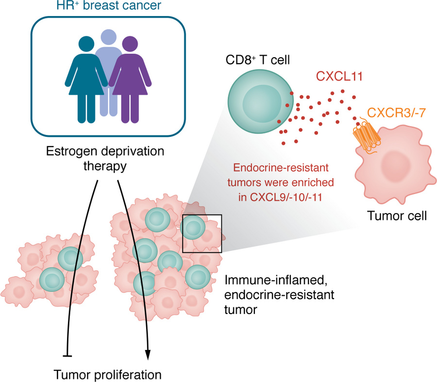 The CXCL9/-10/-11/CXCR3/-7 axis mediates resistance to estrogen deprivat...