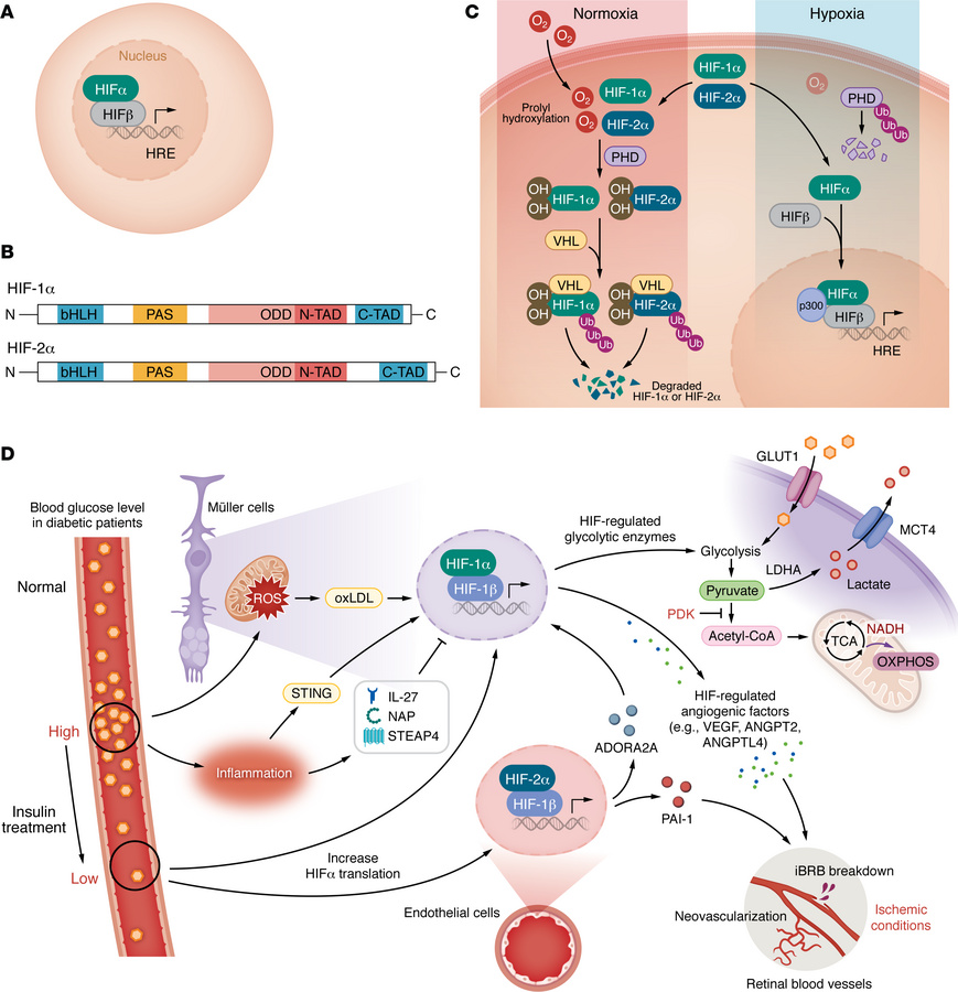 The interplay between HIFs and dysmetabolism, oxidative stress, and infl...
