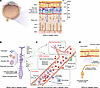 Retinal cellular structural changes in diabetic retinopathy.