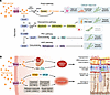 Pathological process in diabetic retinopathy.