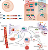 The interplay between HIFs and dysmetabolism, oxidative stress, and inflamm